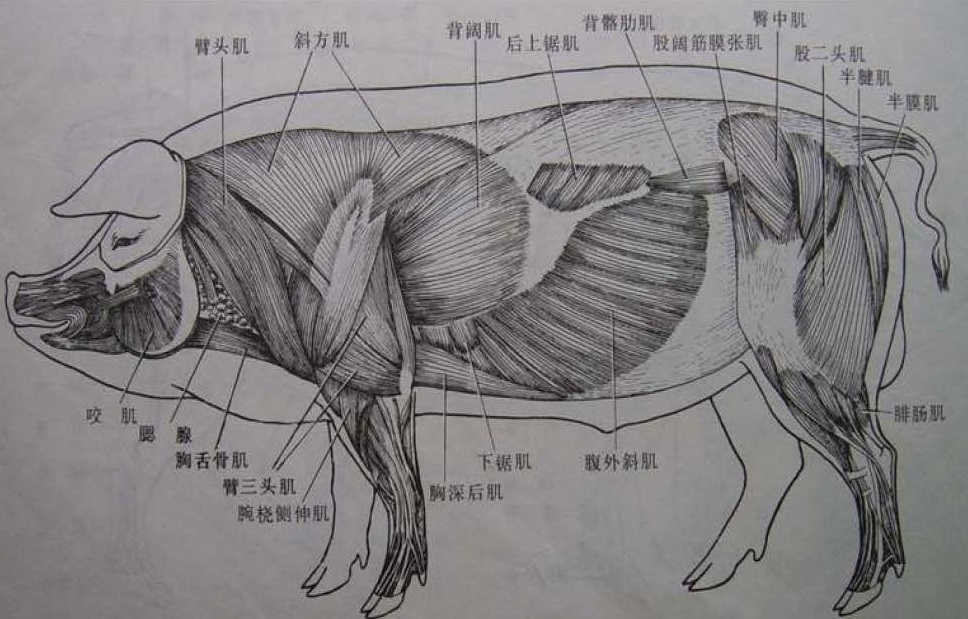 Pig-Musle-1