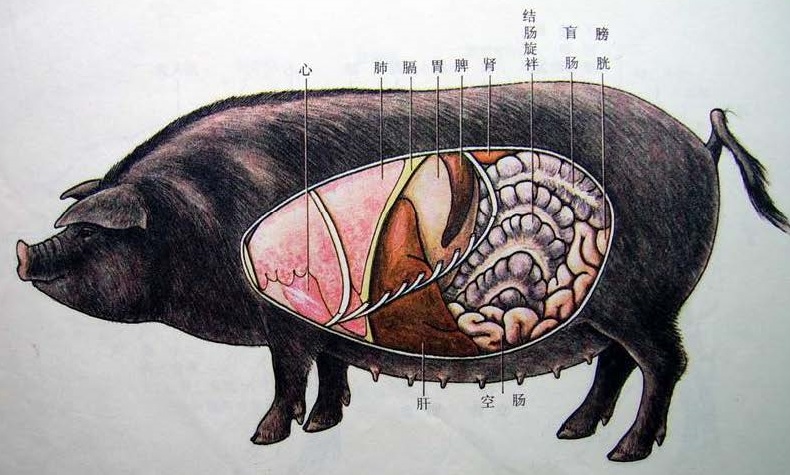 Pig-Organ-Left