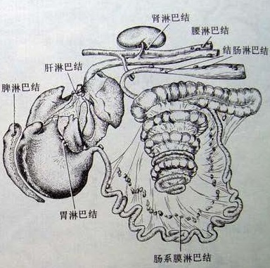 Pig-Organ-LinBa