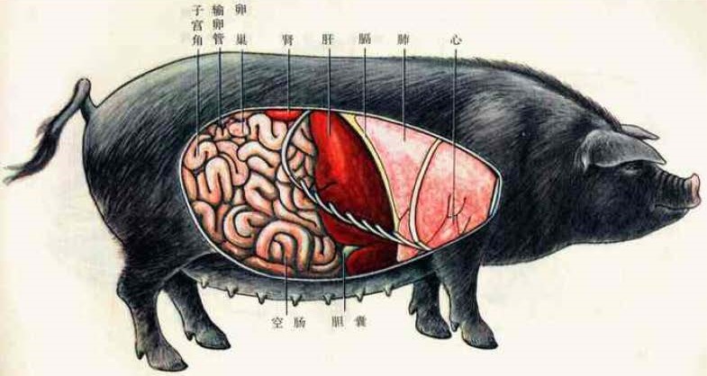 Pig-Organ-Right